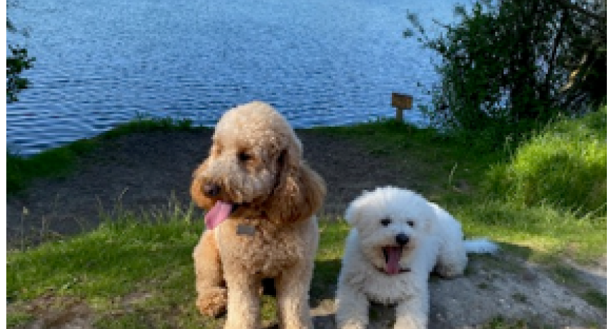How to protect your pets from electrical safety hazards - PBA Electrical & Renewables, Aylesford